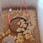 Chicken Raising Basics: A Beginner's Guide - Samavia Gull